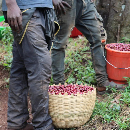 Ethiopia Kayon Lot 40
