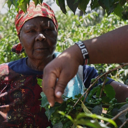 Kenya Mukunga Blackberry