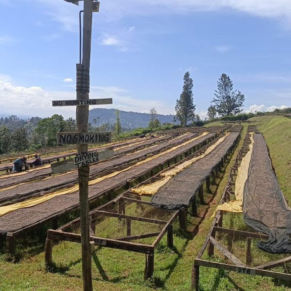 Long wooden benches on a grassy field with trees and mountains in the background