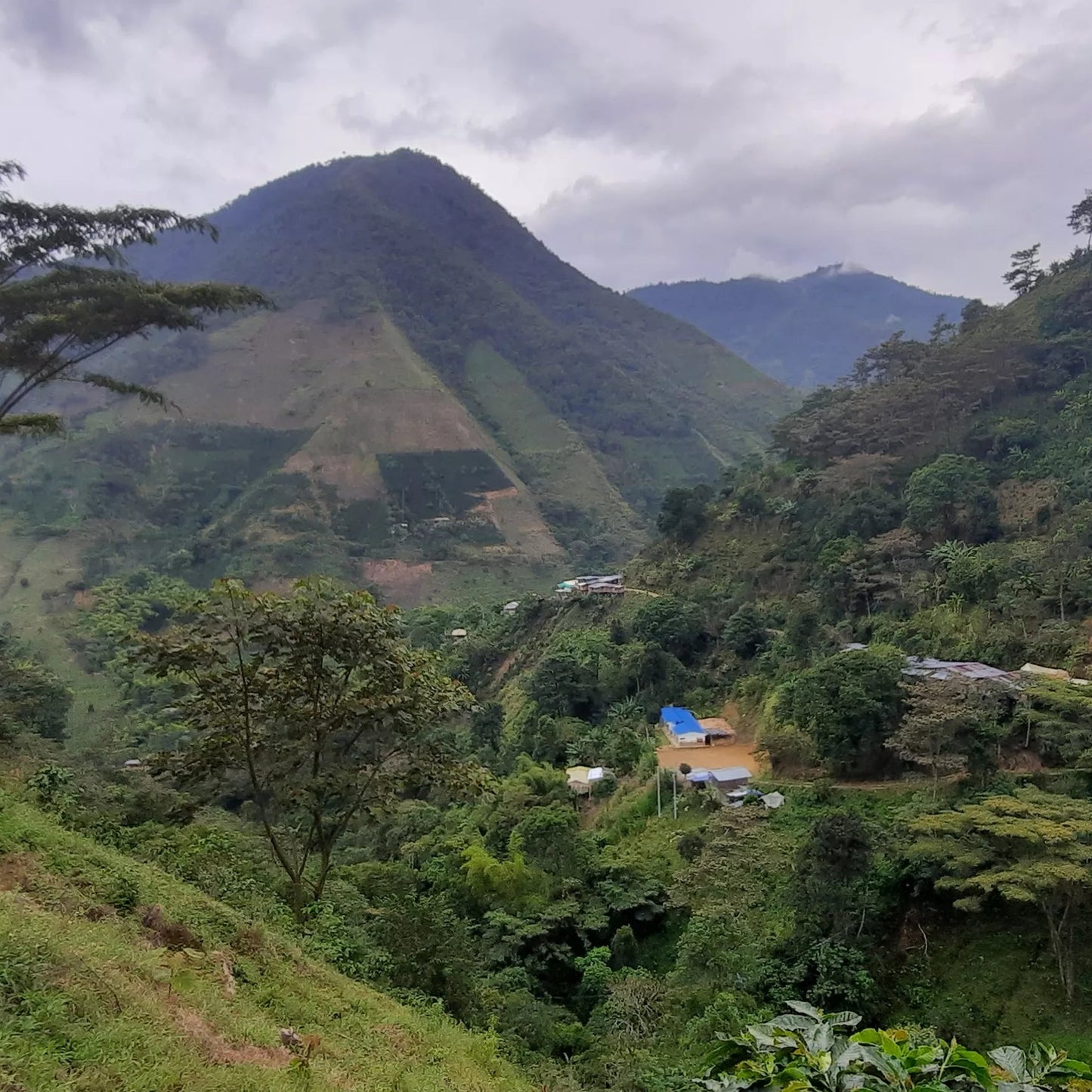 Colombia Tolima Natural