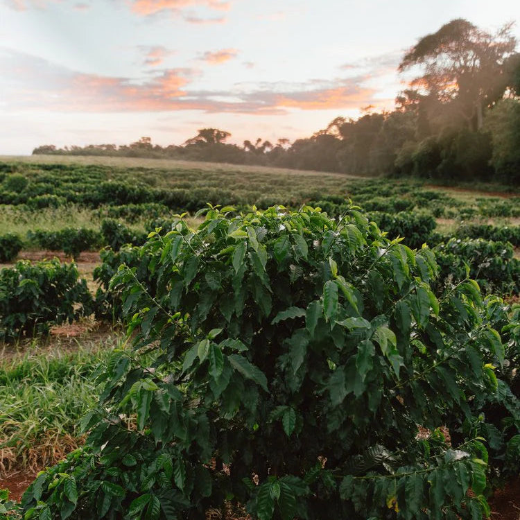 Brazil Fazenda California
