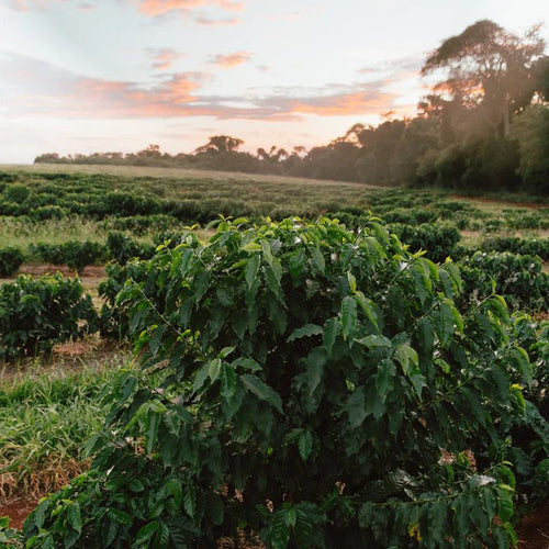 Brazil Fazenda California