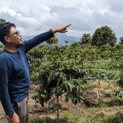 Indonesia Kerinci Kayu Aro